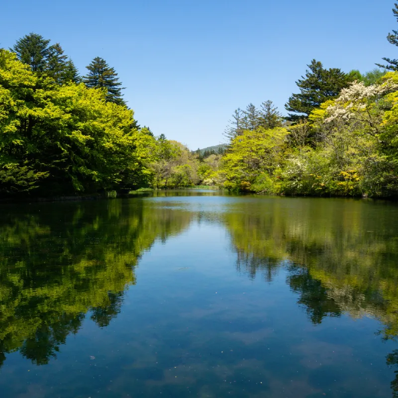 夏の雲場池